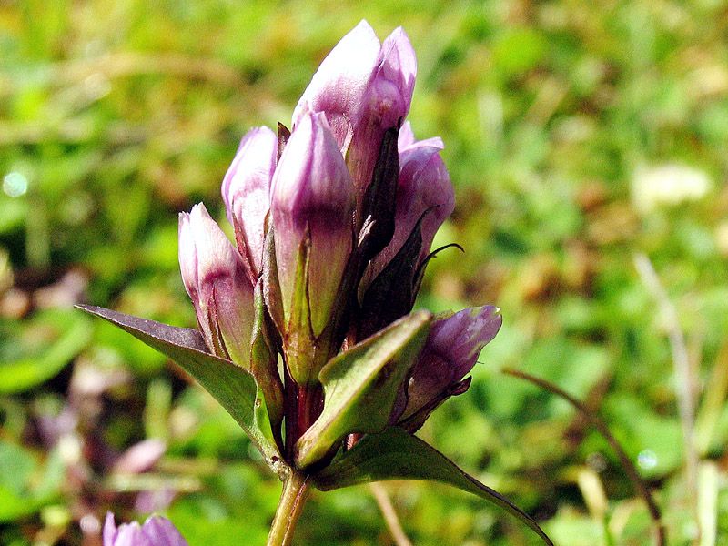 Gentianella engadinensis / Genzianella dell''Engadina